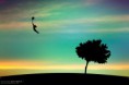 /album/kepgaleria-kezdolap/just-a-dream-by-enricoagostoni-jpg/